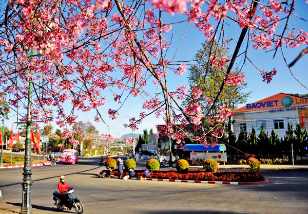 Nguyên nhân hủy Lễ hội hoa anh đào